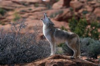 /album/iarini/a1317854121coyote-big-jpg/