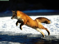/album/iarini/animals-20cool-20creatures-springing-20into-20action-20red-20fox-jpg/