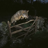 /album/iarini/lobo-iberico-jpg/